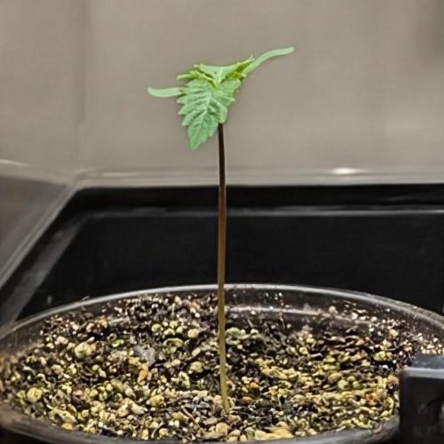 Cherry Paloma S1 (JR's Cut) Growerslove. Week 0