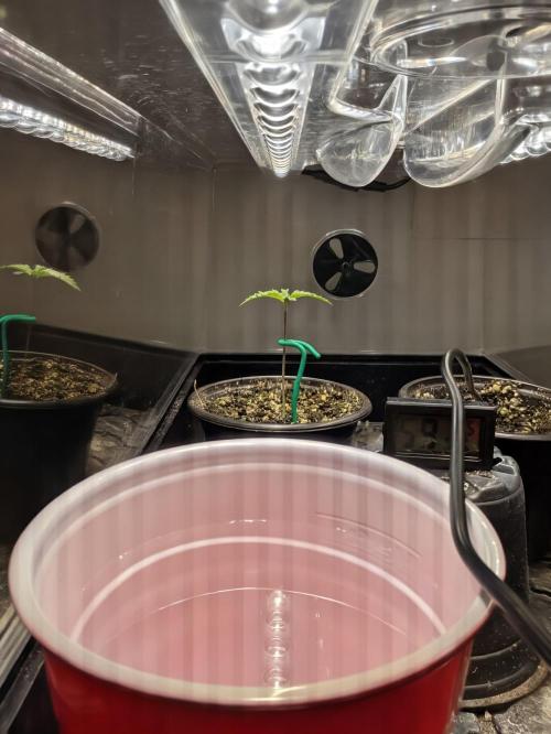 Cherry Paloma S1 (JR's Cut) Growerslove. Week 0