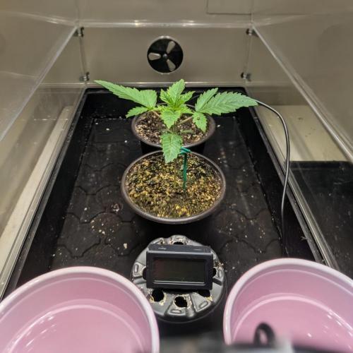 Cherry Paloma S1 (JR's Cut) Growerslove. Week 0