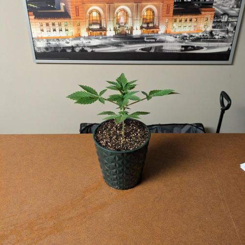 Cherry Paloma S1 (JR's Cut) Growerslove. Week 1