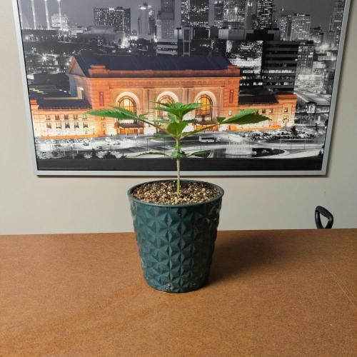 Cherry Paloma S1 (JR's Cut) Growerslove. Week 1