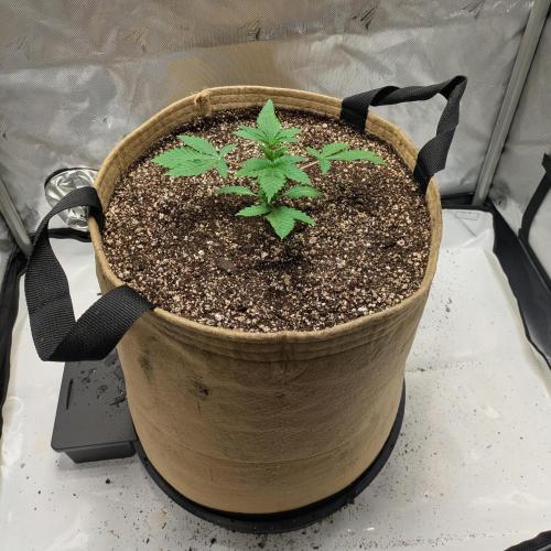 Cherry Paloma S1 (JR's Cut) Growerslove. Week 1