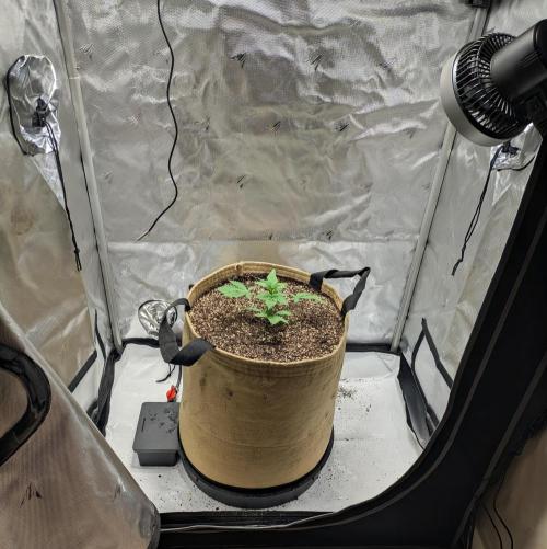 Cherry Paloma S1 (JR's Cut) Growerslove. Week 1