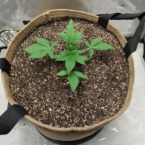 Cherry Paloma S1 (JR's Cut) Growerslove. Week 1