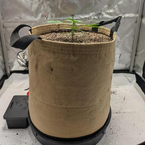 Cherry Paloma S1 (JR's Cut) Growerslove. Week 1
