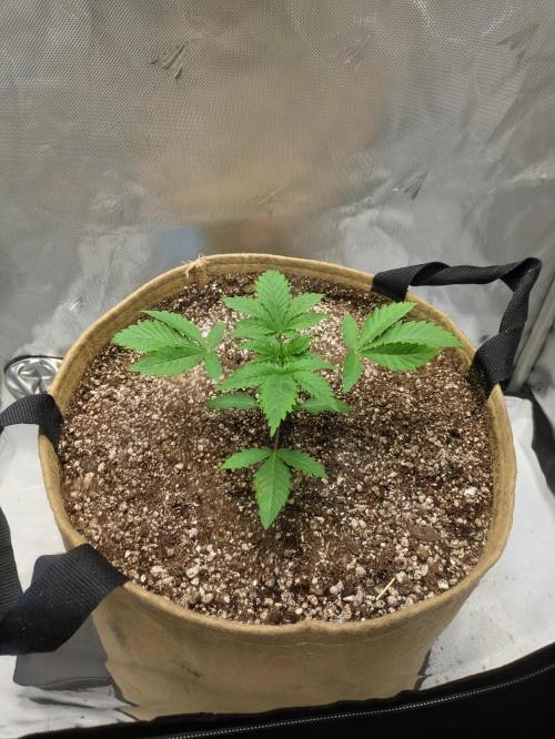 Cherry Paloma S1 (JR's Cut) Growerslove. Week 1
