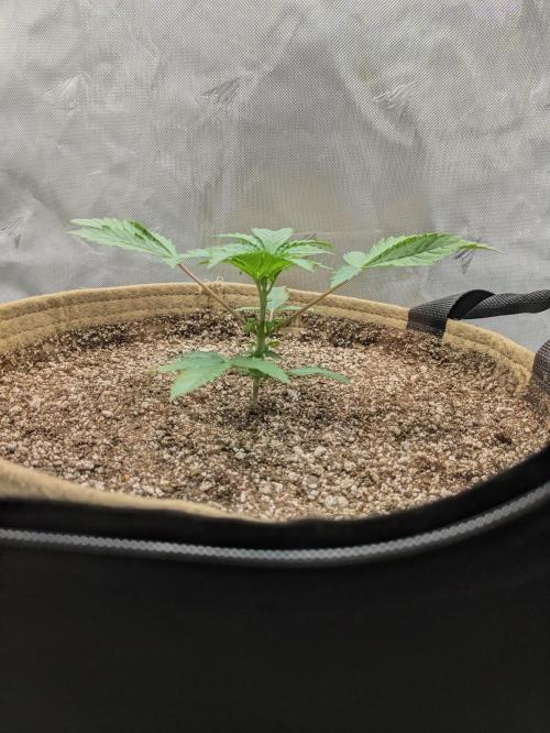 Cherry Paloma S1 (JR's Cut) Growerslove. Week 1