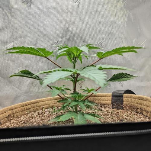 Cherry Paloma S1 (JR's Cut) Growerslove. Week 2