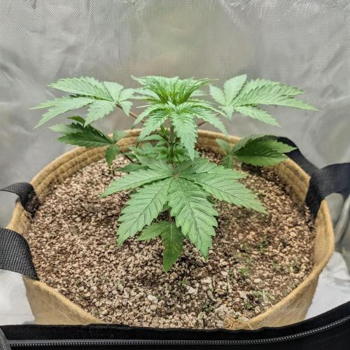 Cherry Paloma S1 (JR's Cut) Growerslove. Week 2