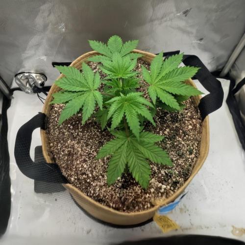 Cherry Paloma S1 (JR's Cut) Growerslove. Week 2