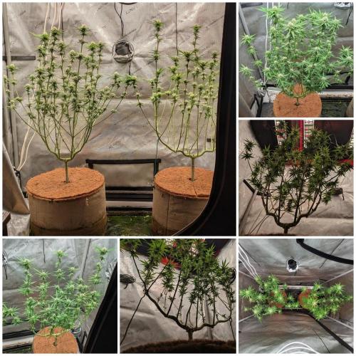 Paloma Go-Time/Growers Love Genetics. Week 11