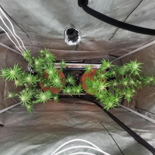 Paloma Go-Time/Growers Love Genetics. Week 11