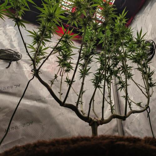 Paloma Go-Time/Growers Love Genetics. Week 11