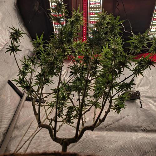 Paloma Go-Time/Growers Love Genetics. Week 11