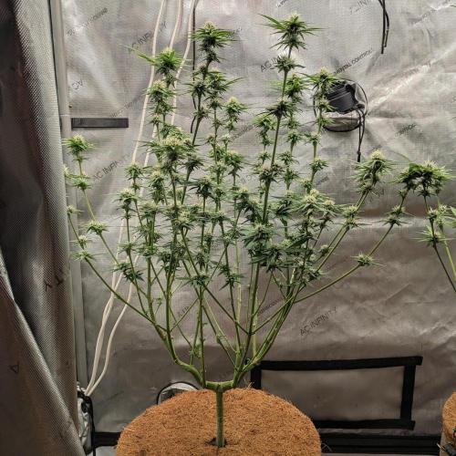 Paloma Go-Time/Growers Love Genetics. Week 11
