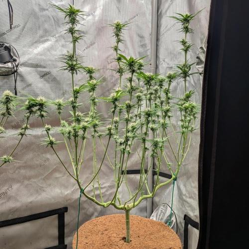 Paloma Go-Time/Growers Love Genetics. Week 11