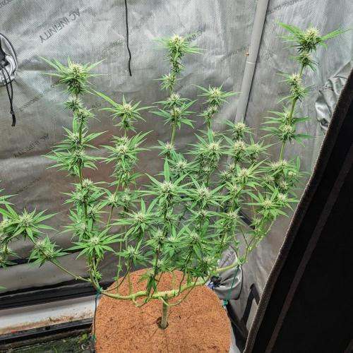 Paloma Go-Time/Growers Love Genetics. Week 11