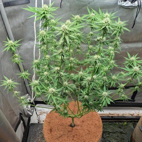 Paloma Go-Time/Growers Love Genetics. Week 11