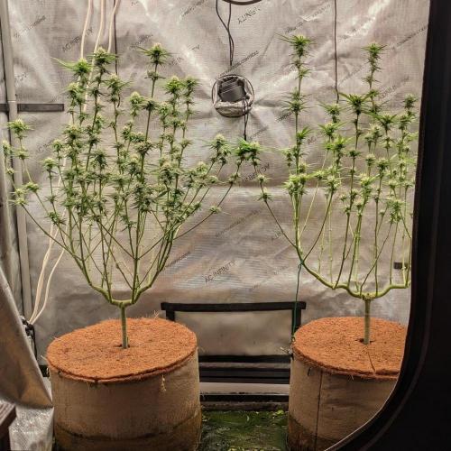 Paloma Go-Time/Growers Love Genetics. Week 11