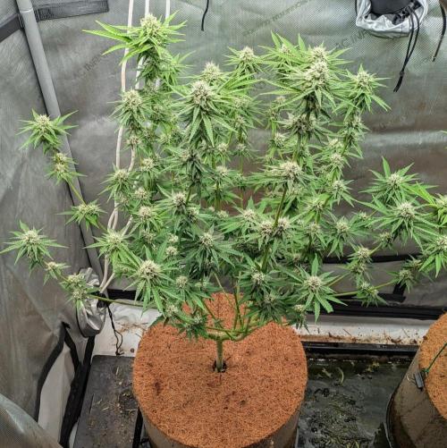 Paloma Go-Time/Growers Love Genetics. Week 12