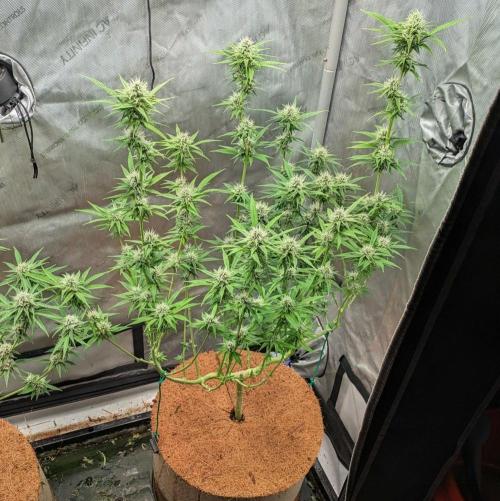 Paloma Go-Time/Growers Love Genetics. Week 12