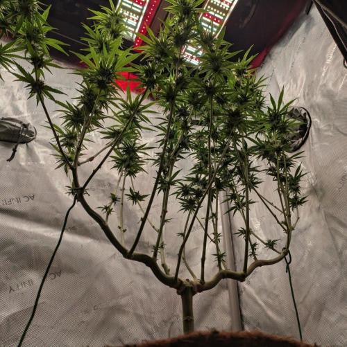 Paloma Go-Time/Growers Love Genetics. Week 12