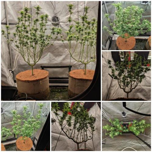 Paloma Go-Time/Growers Love Genetics. Week 12