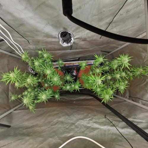 Paloma Go-Time/Growers Love Genetics. Week 12