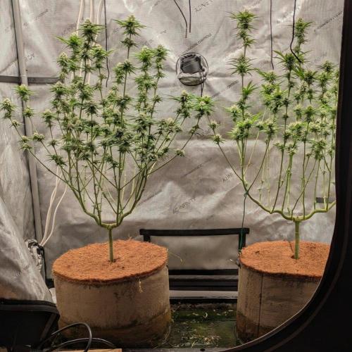 Paloma Go-Time/Growers Love Genetics. Week 12