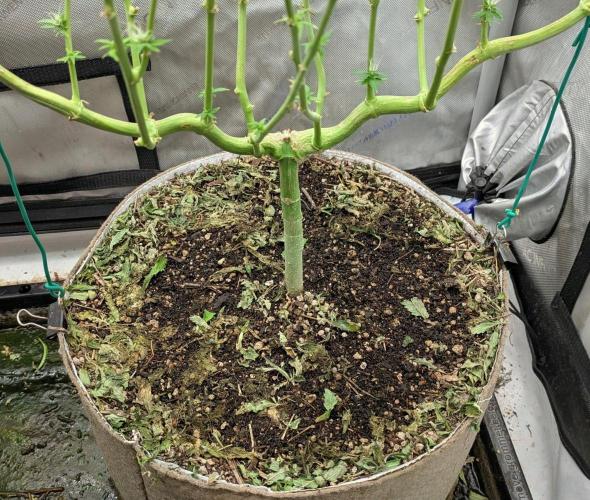 Paloma Go-Time/Growers Love Genetics. Week 12