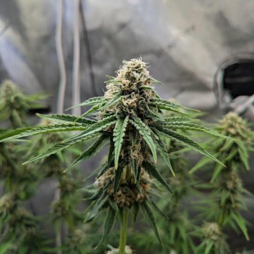 Paloma Go-Time/Growers Love Genetics. Week 13