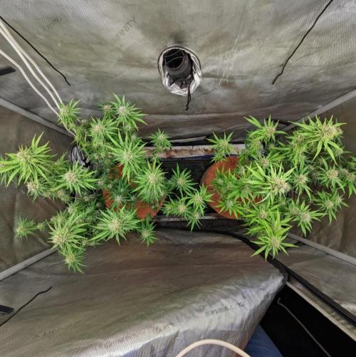 Paloma Go-Time/Growers Love Genetics. Week 13