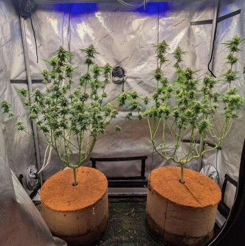 Paloma Go-Time/Growers Love Genetics. Week 13