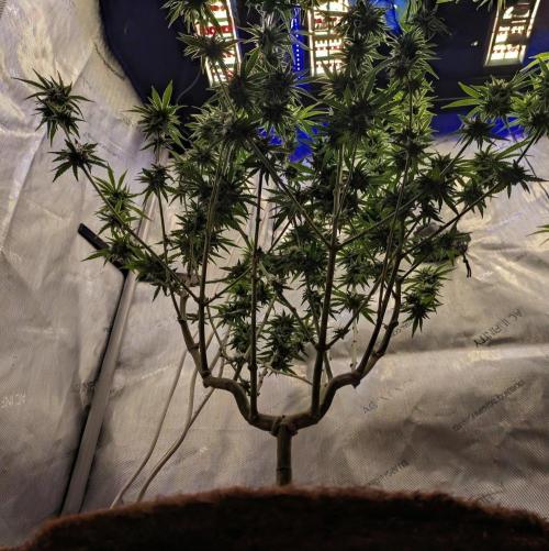 Paloma Go-Time/Growers Love Genetics. Week 13