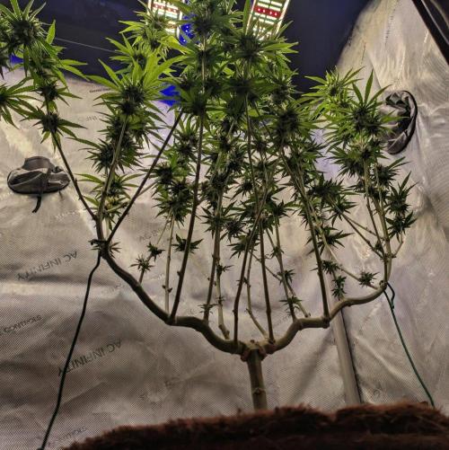 Paloma Go-Time/Growers Love Genetics. Week 13