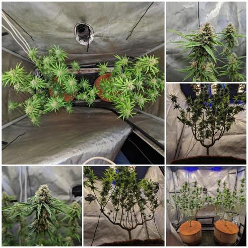 Paloma Go-Time/Growers Love Genetics. Week 13