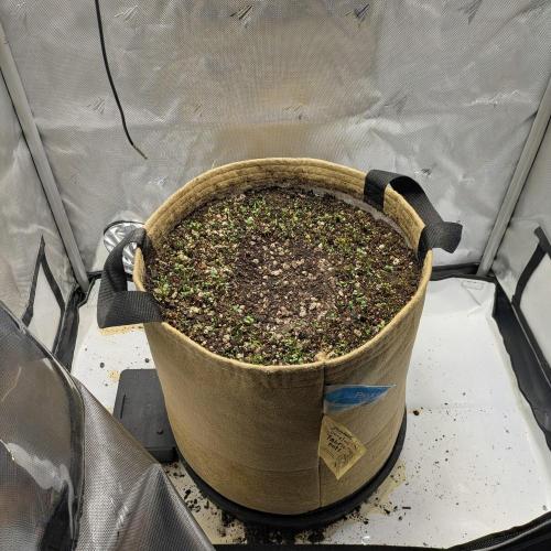 Purple Lemonade. Week 0