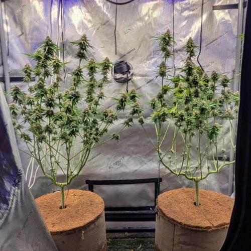 Paloma Go-Time/Growers Love Genetics. Week 14