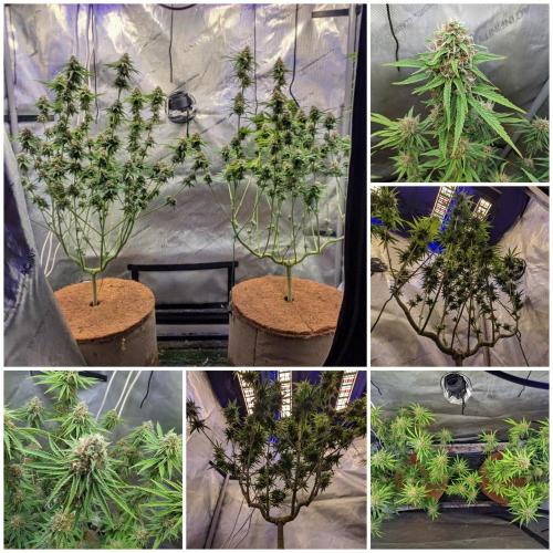Paloma Go-Time/Growers Love Genetics. Week 14