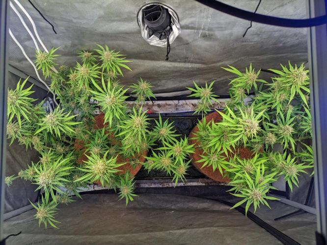 Paloma Go-Time/Growers Love Genetics. Week 14