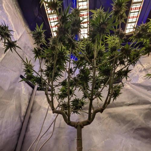 Paloma Go-Time/Growers Love Genetics. Week 14