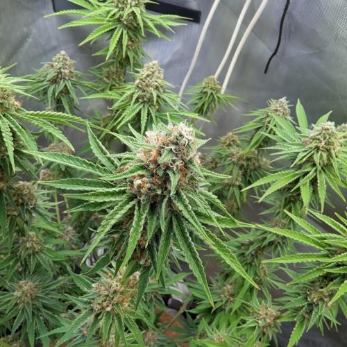 Paloma Go-Time/Growers Love Genetics. Week 14