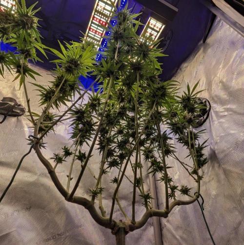 Paloma Go-Time/Growers Love Genetics. Week 14