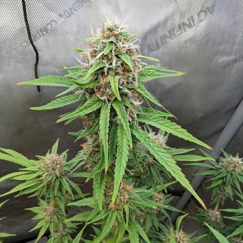 Paloma Go-Time/Growers Love Genetics. Week 14