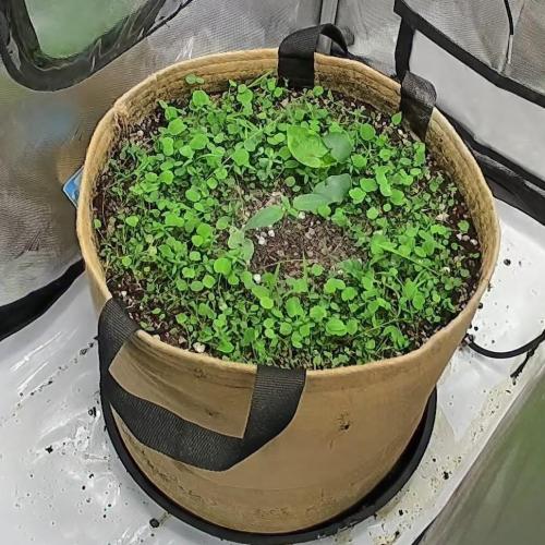Purple Lemonade. Week 1