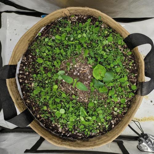 Purple Lemonade. Week 1