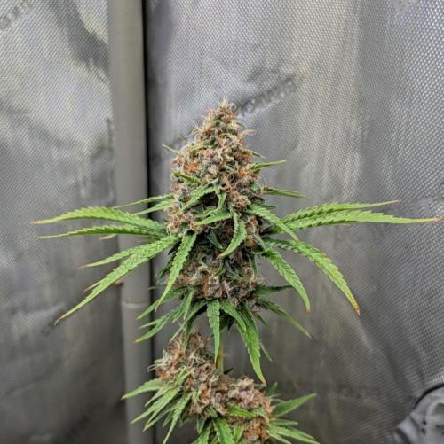Paloma Go-Time/Growers Love Genetics. Week 15