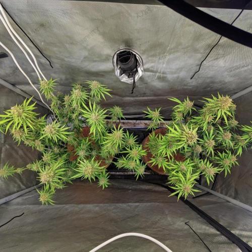 Paloma Go-Time/Growers Love Genetics. Week 15