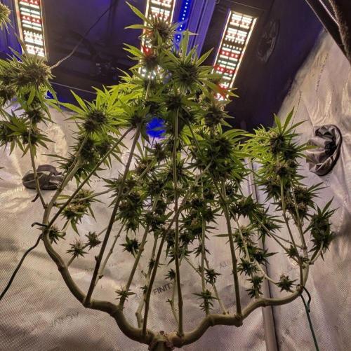 Paloma Go-Time/Growers Love Genetics. Week 15