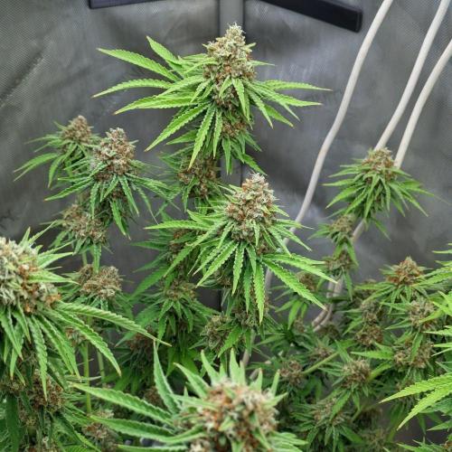 Paloma Go-Time/Growers Love Genetics. Week 15
